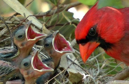 mother cardinal with babies st peters mo